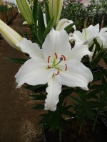 [3256 Castellani World B No02.JPG]